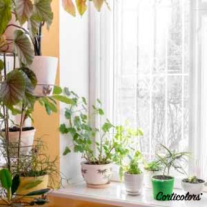 Los maceteros son otra forma para decorar ventanales sin utilizar cortinas